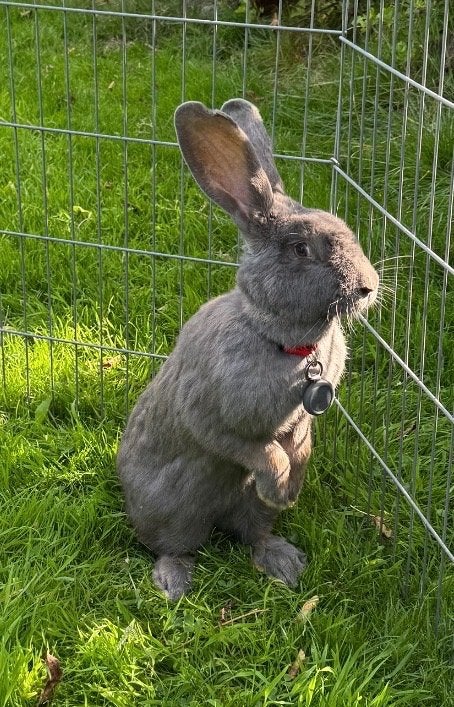 Vlaamse Duitse reus voedster, Dieren en Toebehoren, Konijnen, Vrouwelijk, Groot, 0 tot 2 jaar
