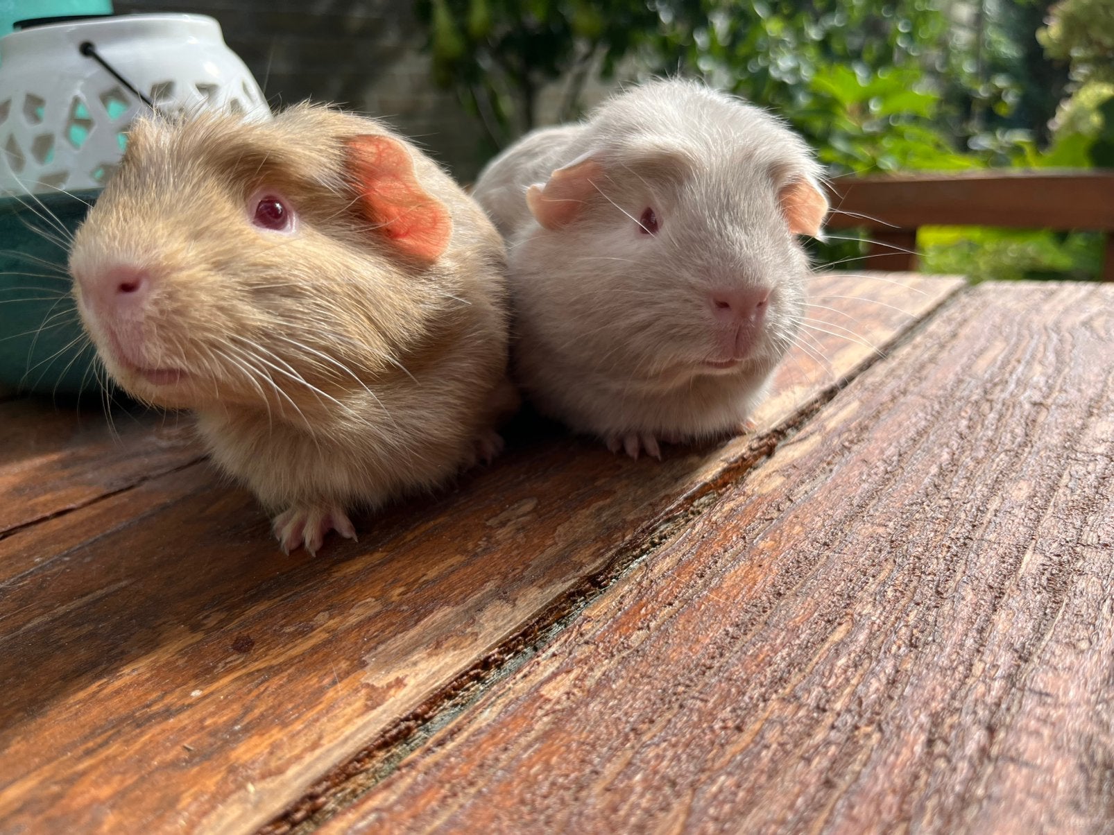 Prachtig duo 2 cavia broertjes/ beertjes argente/ lilac, Cavia, Augustus, Mannelijk, Tam
