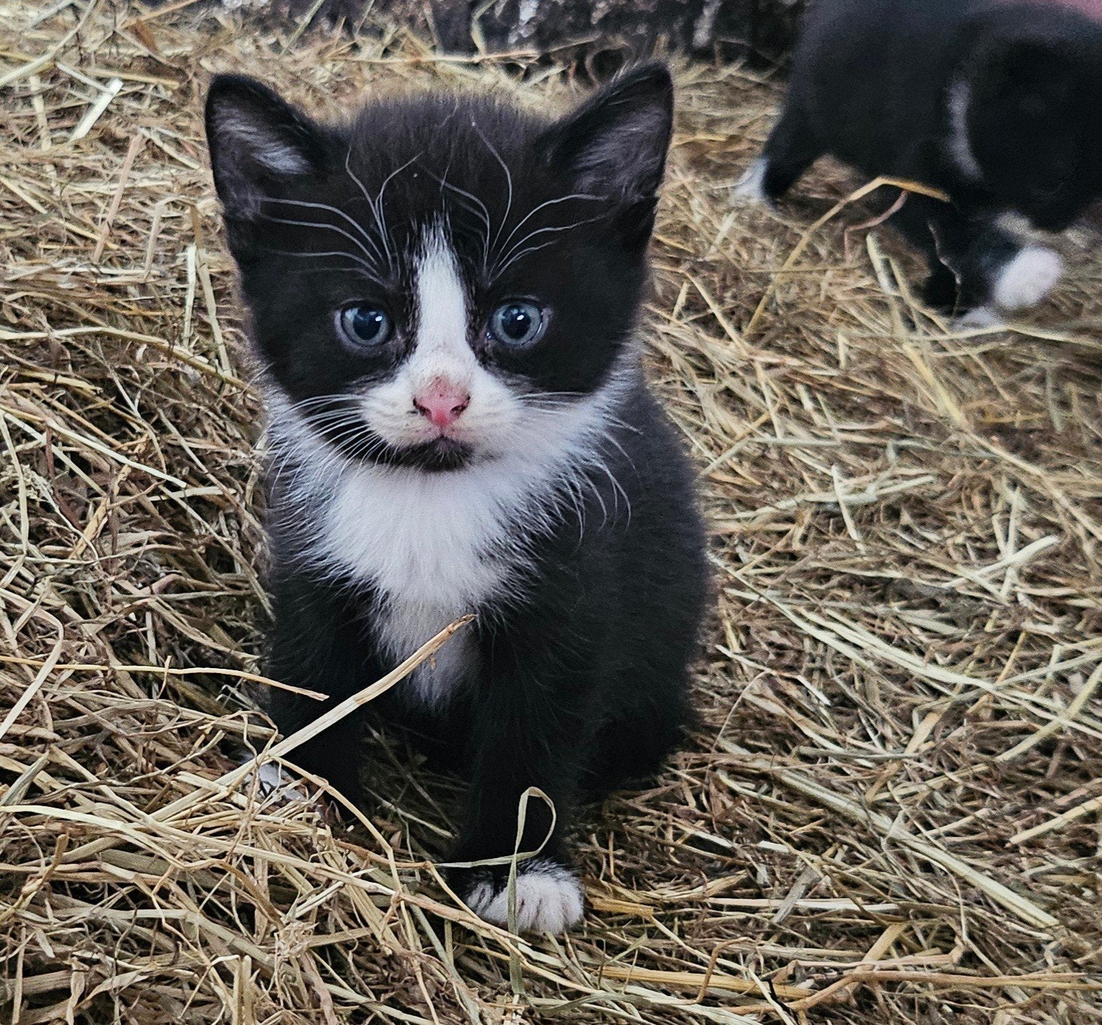 Boerderij kittens