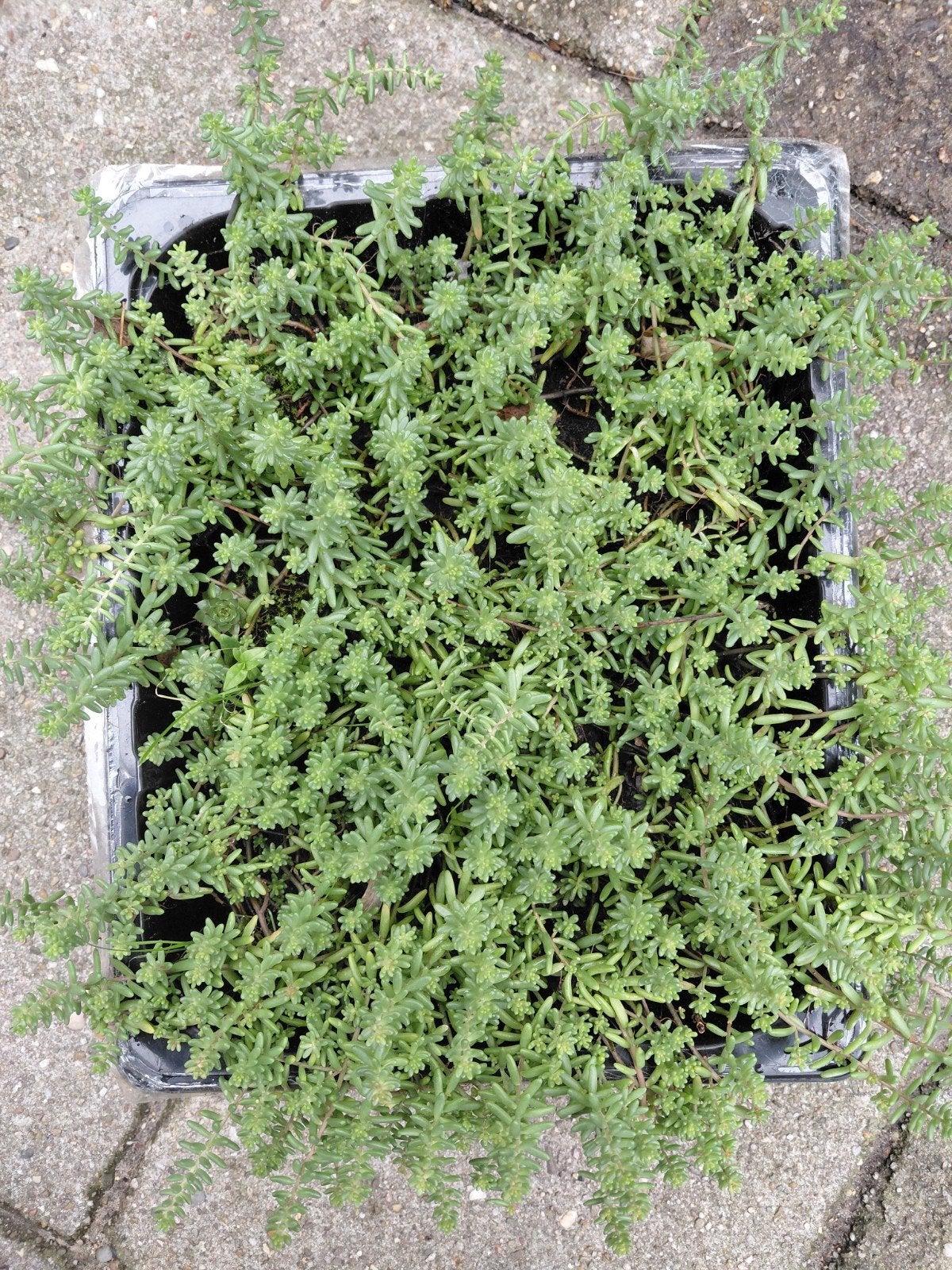 Vetkruid (Sedum) - Bodembedekker, Ophalen, Bodembedekkers, Volle zon, Vaste plant