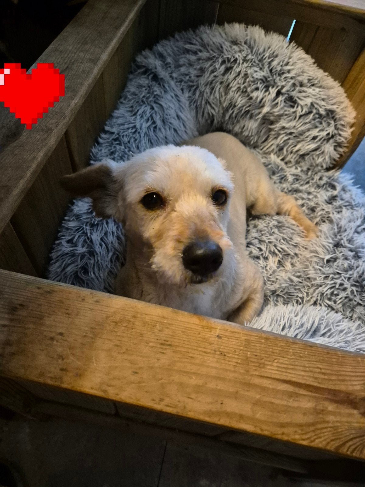 Lief klein meisje van 4 jaar is al in Nederland, Dieren en Toebehoren, Honden | Niet-rashonden, Particulier, Buitenland, Teef