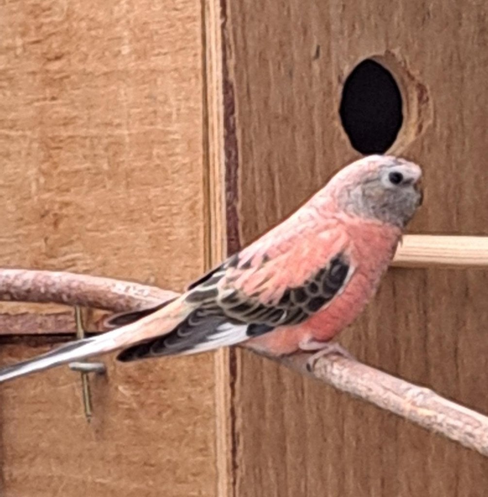 opaline bourke pop, Dieren en Toebehoren, Vogels | Parkieten en Papegaaien, Meerdere dieren, Parkiet