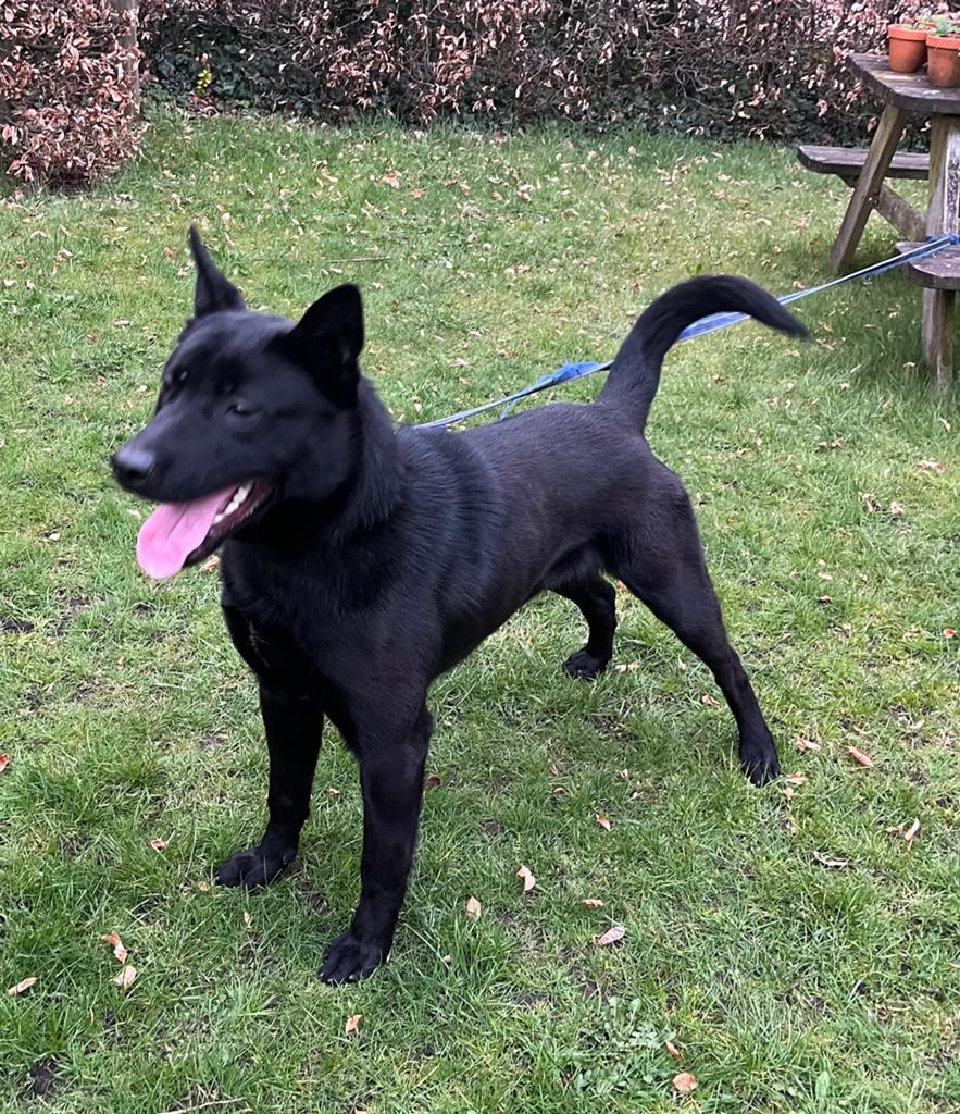 Zwarte Mechelse herder, 15 weken tot 1 jaar, Reu, Parvo, Eén hond