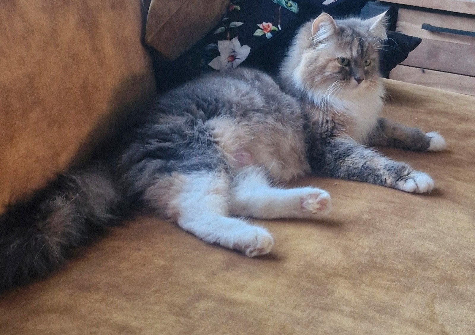 grijze Siberische poes zoekt lieve verzorger, Dieren en Toebehoren, Poes, Met stamboom, 0 tot 2 jaar