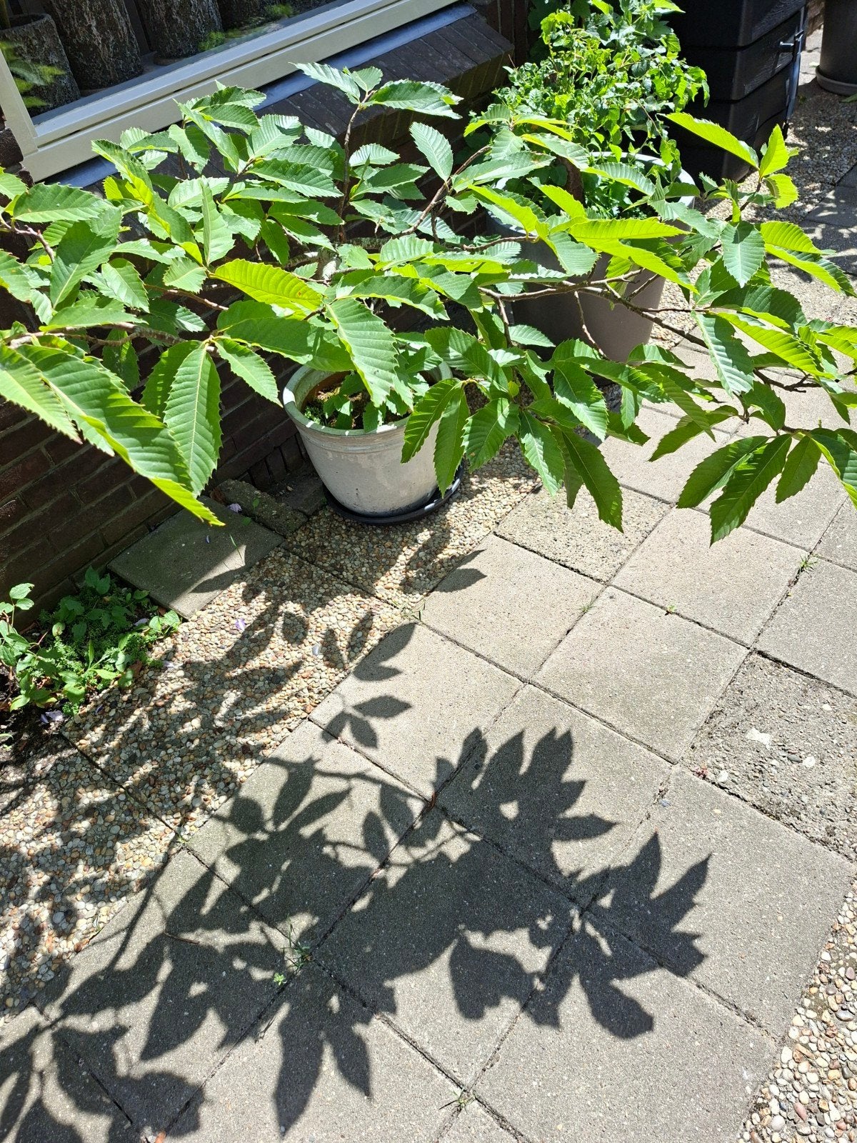 Tamme kastanje volwassen, Ophalen, Minder dan 100 cm, Lente, Overige soorten