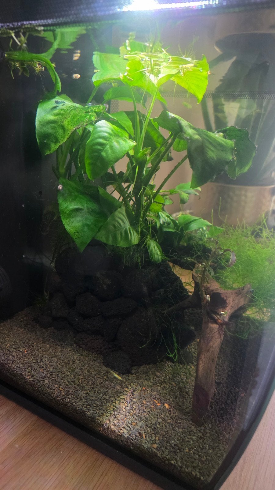 anubias moederplant, Ophalen, Plant(en), Steen of Hout