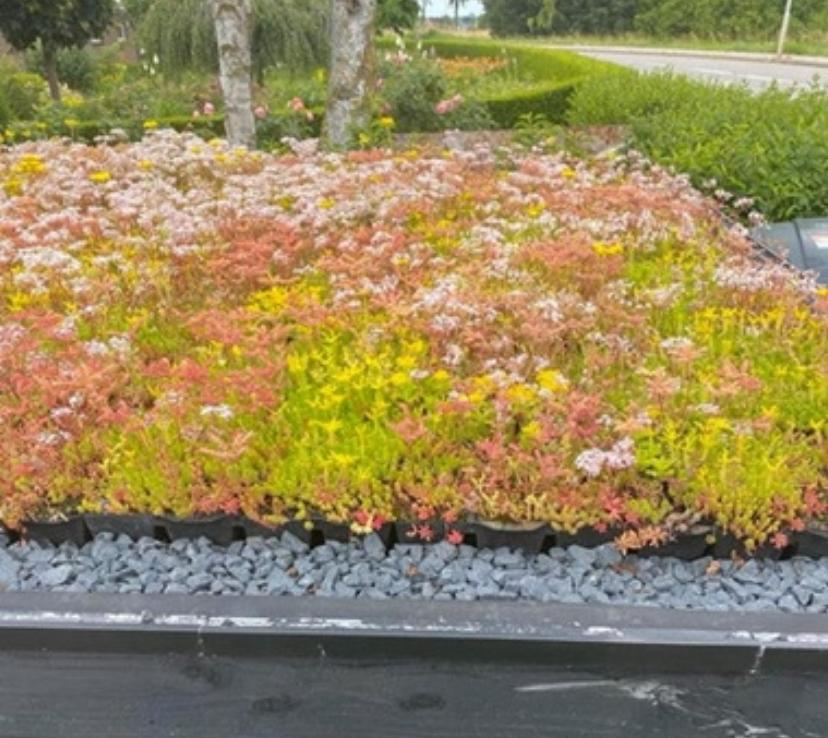 Sedum groendak wij leveren alles voor uw sedum dak, Tuin en Terras, Ophalen of Verzenden, Volle zon