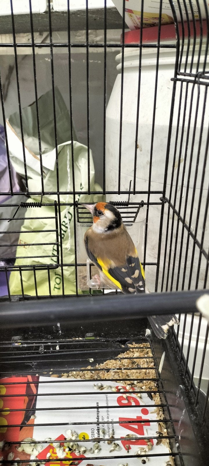 Parva peuter pop witkeel komt uit egalhad van 24, Dieren en Toebehoren, Vogels | Overige Vogels, Vrouwelijk