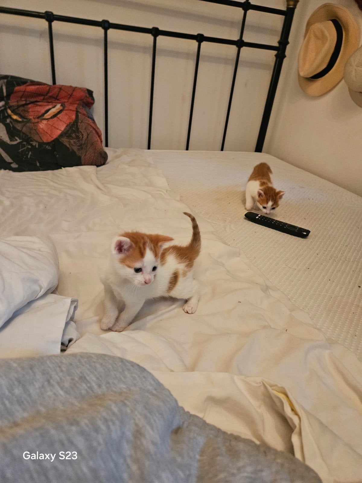 1roodwitte kater14weken gratis, Meerdere dieren