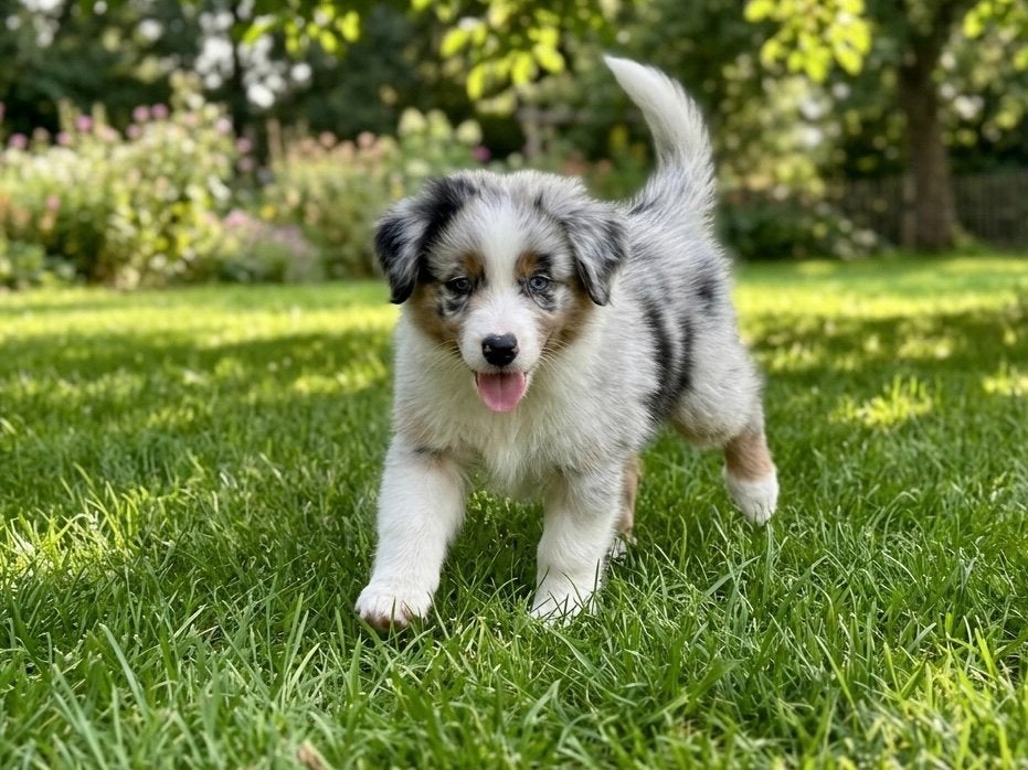 Austalische herder pups, Dieren en Toebehoren, Parvo, 8 tot 15 weken, Meerdere, Meerdere dieren