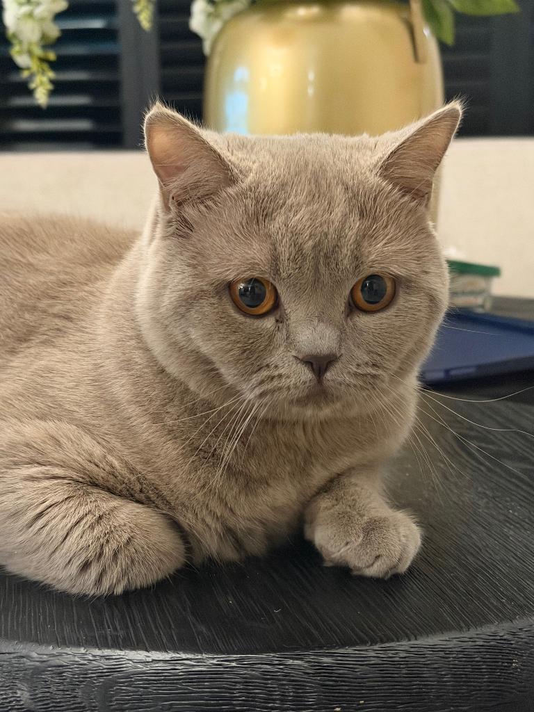 Dekkater Britse korthaar Lilac, Dieren en Toebehoren, Katten en Kittens | Dekkaters, 3 tot 5 jaar
