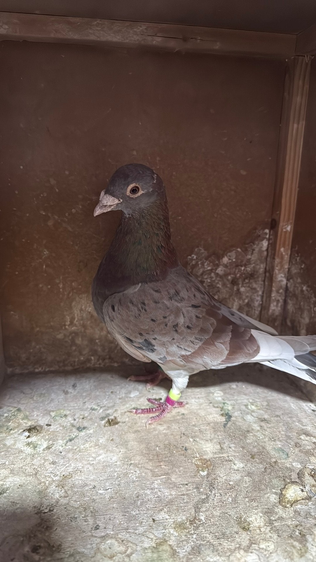 Liemburg, Meerdere dieren, Postduif