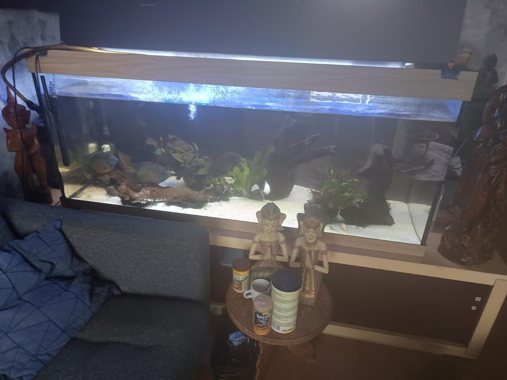 Aquarium 150x 65x55, Ophalen, Gevuld zoetwateraquarium
