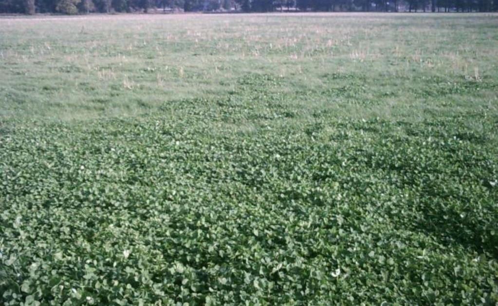 🌈Hooi kuil-gras op stam [ 1 Ha. ] 1e snede 🌈, Dieren en Toebehoren, Ophalen, Vee
