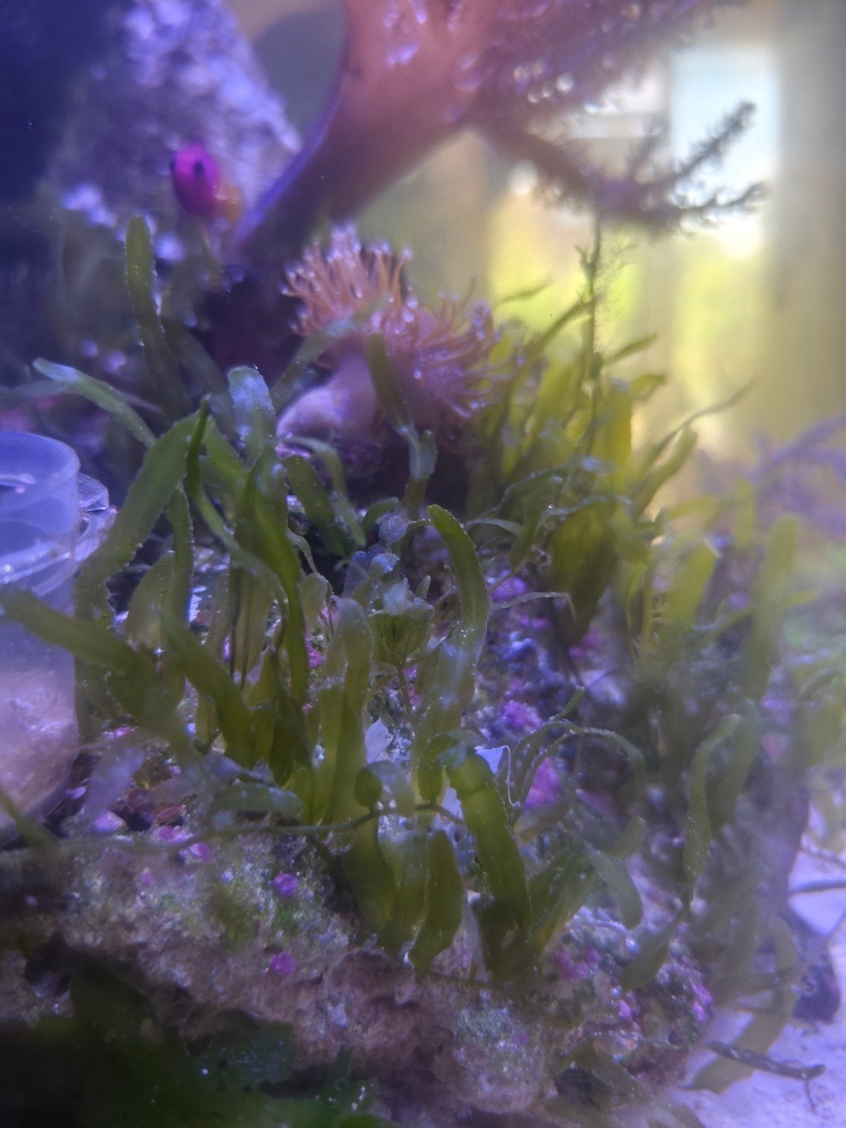 Caulerpa zeewier, Ophalen, Inclusief planten, Plant(en), Steen of Hout, Nieuw