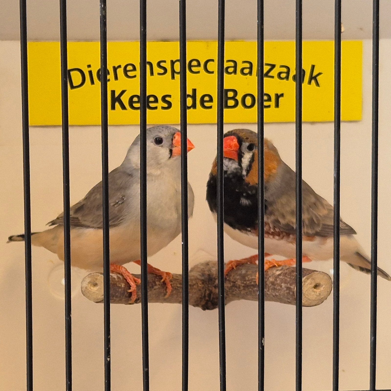Koppel zwartborst zebravinken, Dieren en Toebehoren, Vogels | Overige Vogels, Meerdere dieren