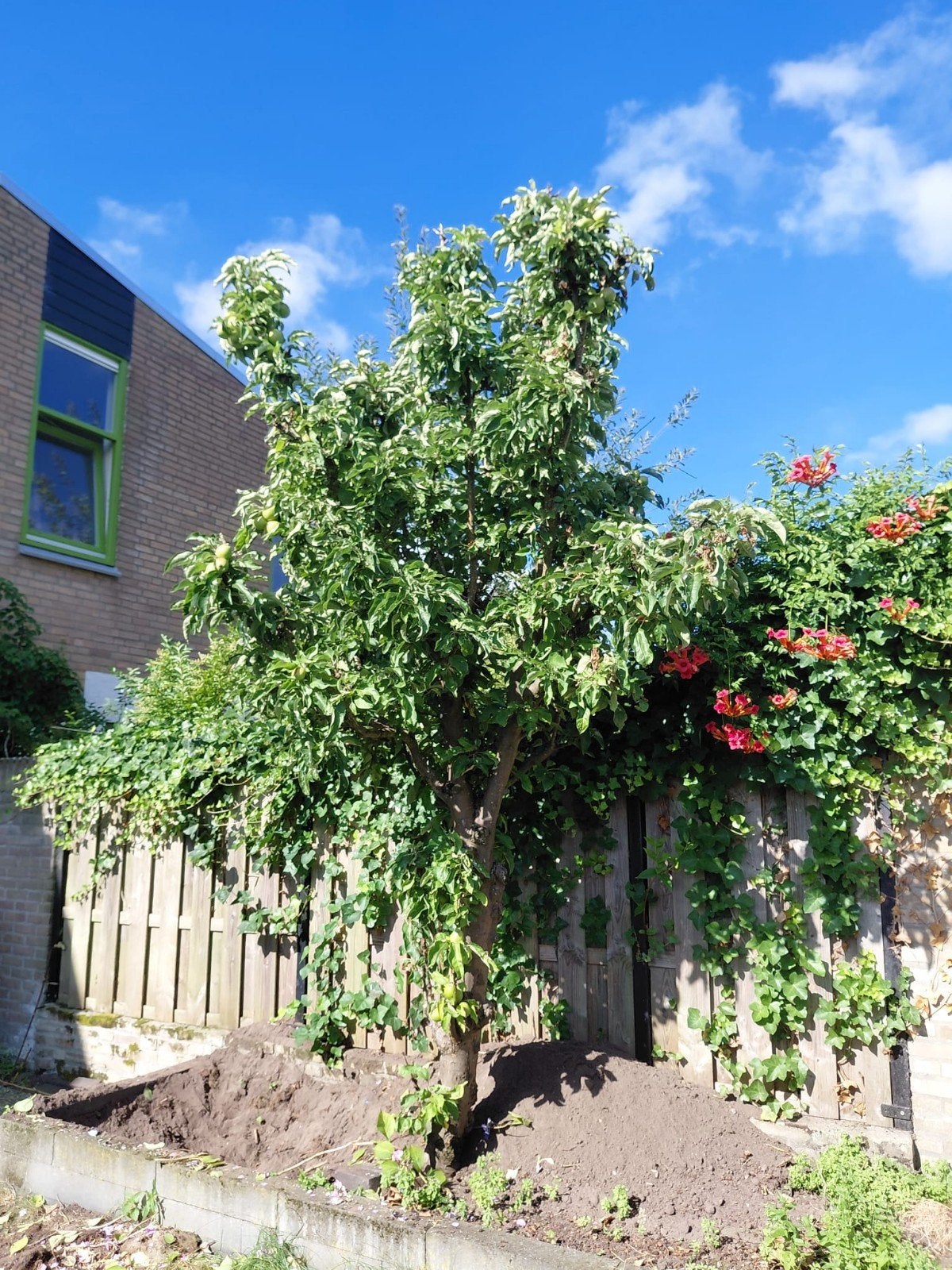 Appelboom met rijpe appels, Ophalen, Appelboom, Lente