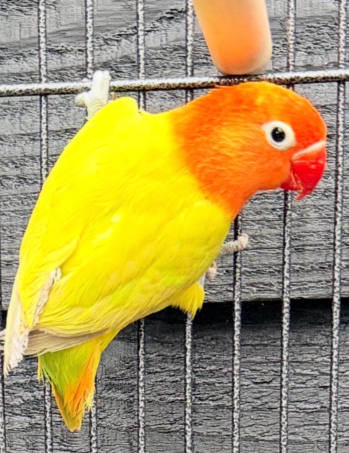 Mooie jongen dwergpapegaai, Dieren en Toebehoren, Meerdere dieren, Tropenvogel, Geringd