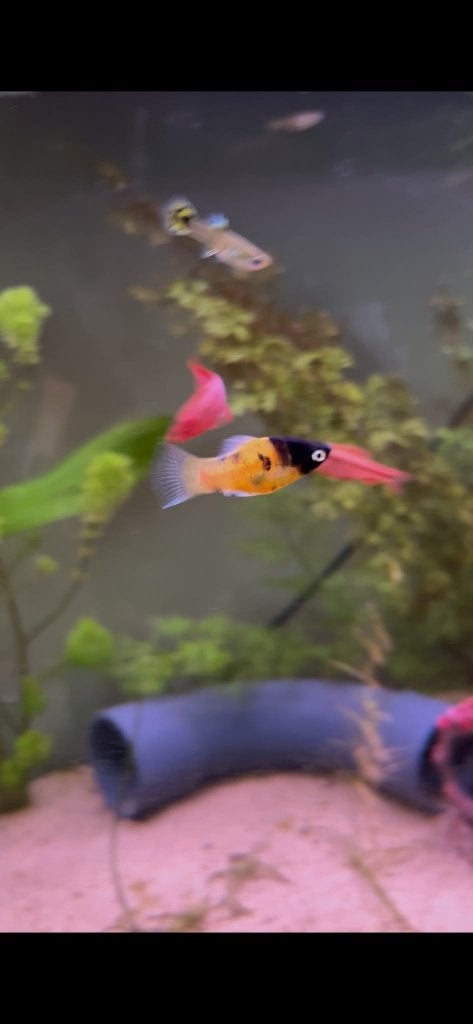 3 platy's, Dieren en Toebehoren, Vissen | Aquariumvissen, Vis, Zoetwatervis, Schoolvis