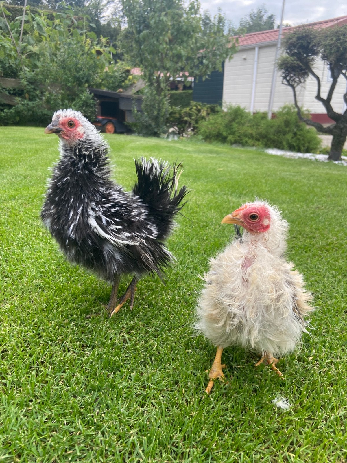 Serama trio zijdeveer en krul, Meerdere dieren, Kip