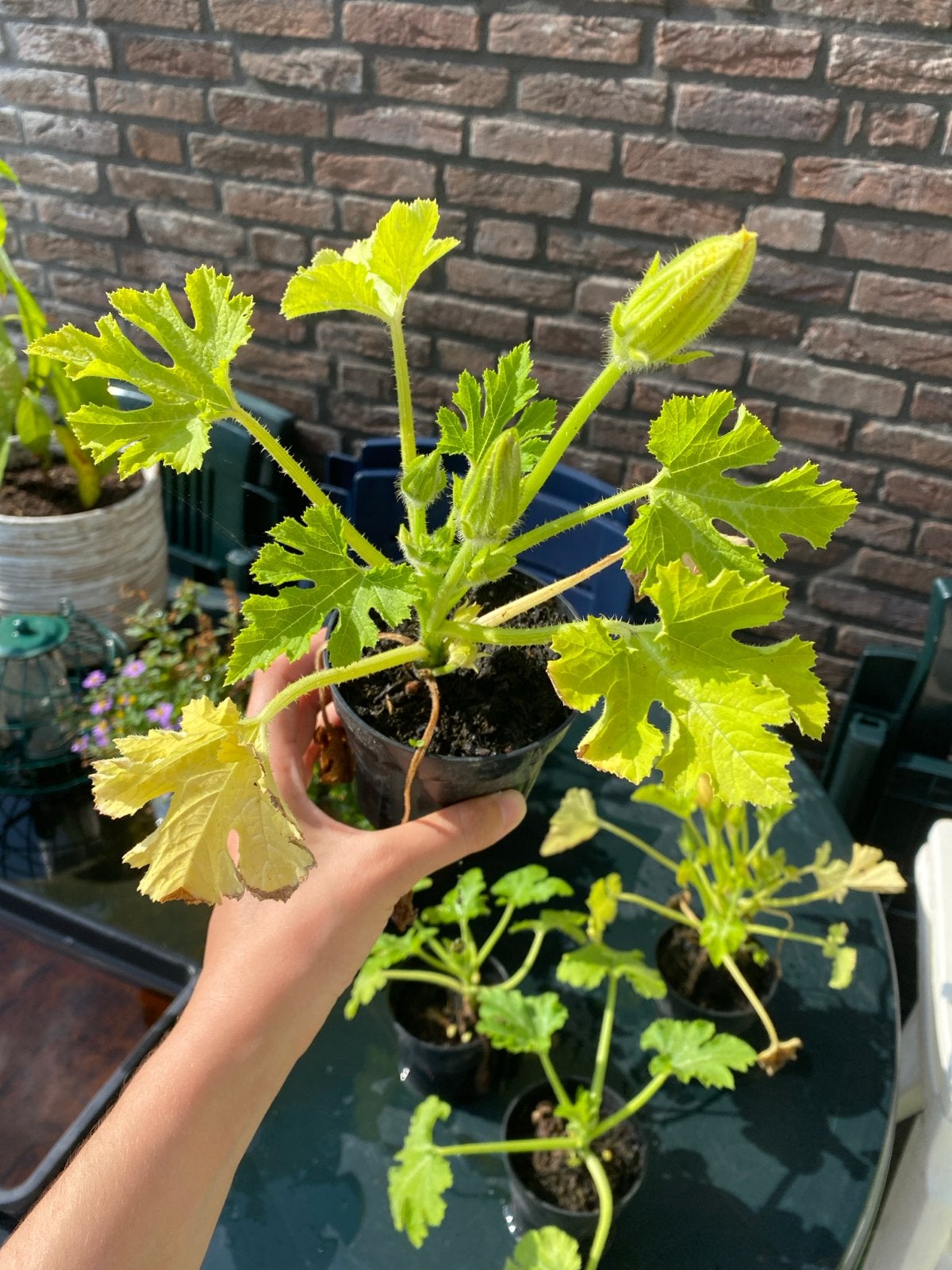 Gratis Courgette Stekjes - Begin je eigen moestuin!, Ophalen, Volle zon, Groenteplanten, Eenjarig
