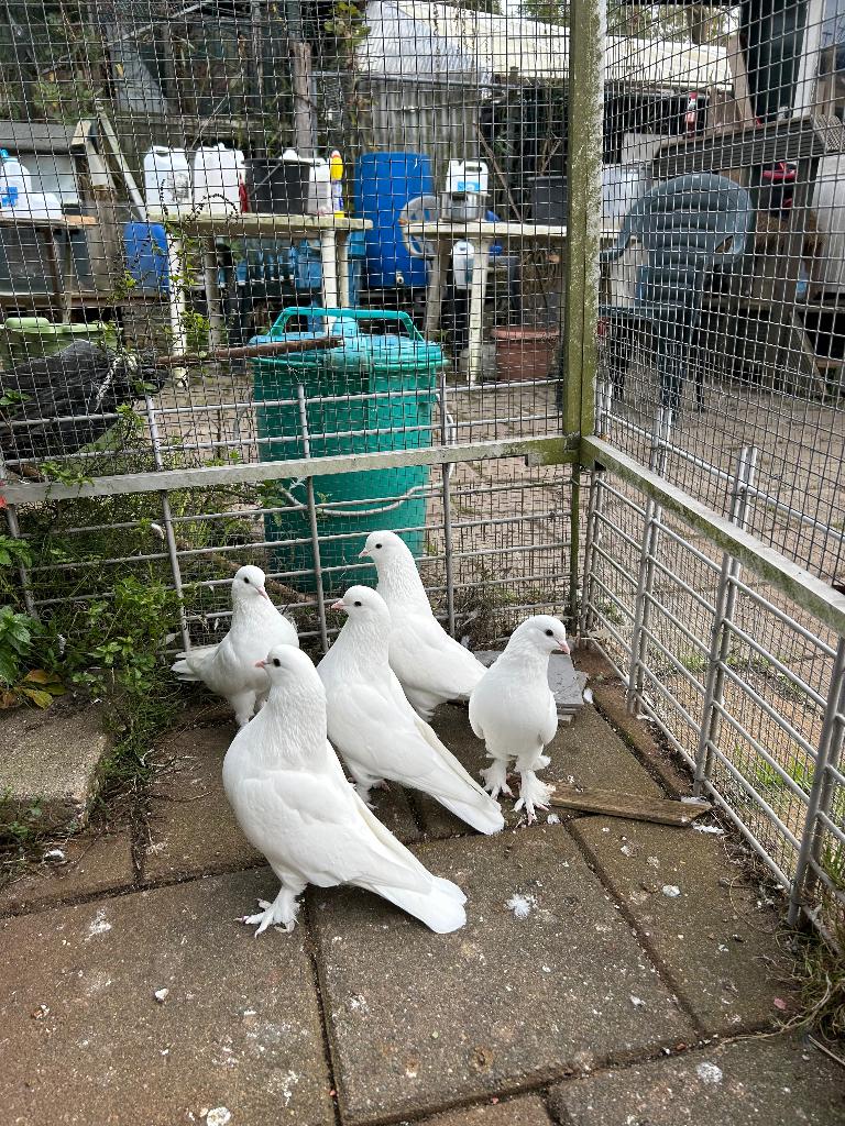 Takla duiven tuimelaar, Dieren en Toebehoren, Meerdere dieren, Postduif