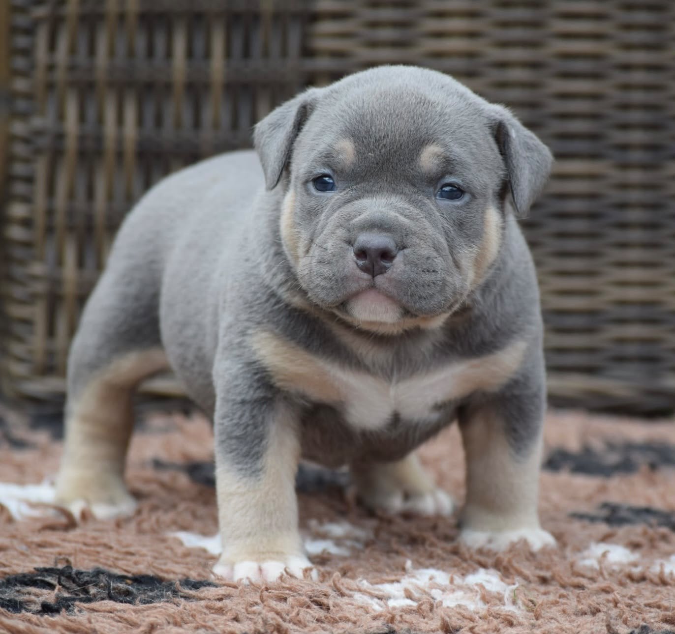 Foto 16 van 🔥American bully pups uit grand champion line, tricolors