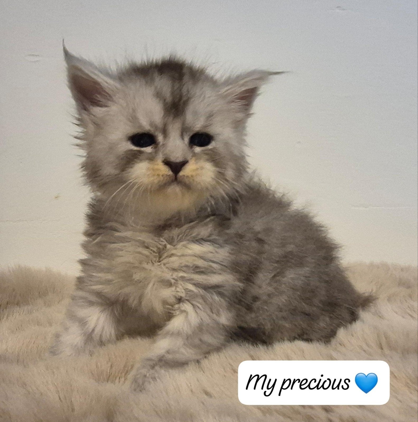 maine coon kittens met stamboom, rus shaded lijn (blauw oog), Dieren en Toebehoren, Katten en Kittens | Raskatten | Langhaar, Meerdere dieren