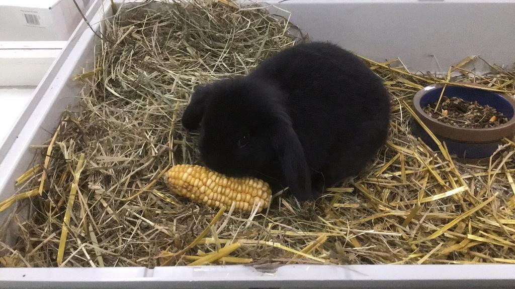 Konijnen, hangoor konijnen, dwerg hangoor., Maart, Meerdere dieren, Overige typen, Tam