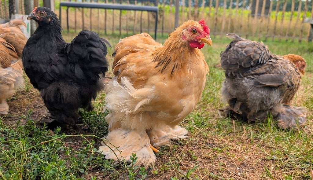 Prachtig toompje Cochin kriel, heel tam, Meerdere dieren, Tam