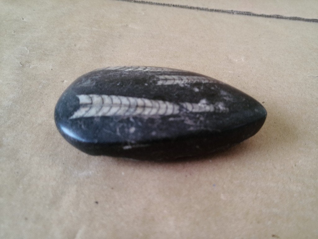 Curiosa bodemvondst Orthoceras fossiel in geslepen steen 8cm, Ophalen of Verzenden, Fossiel