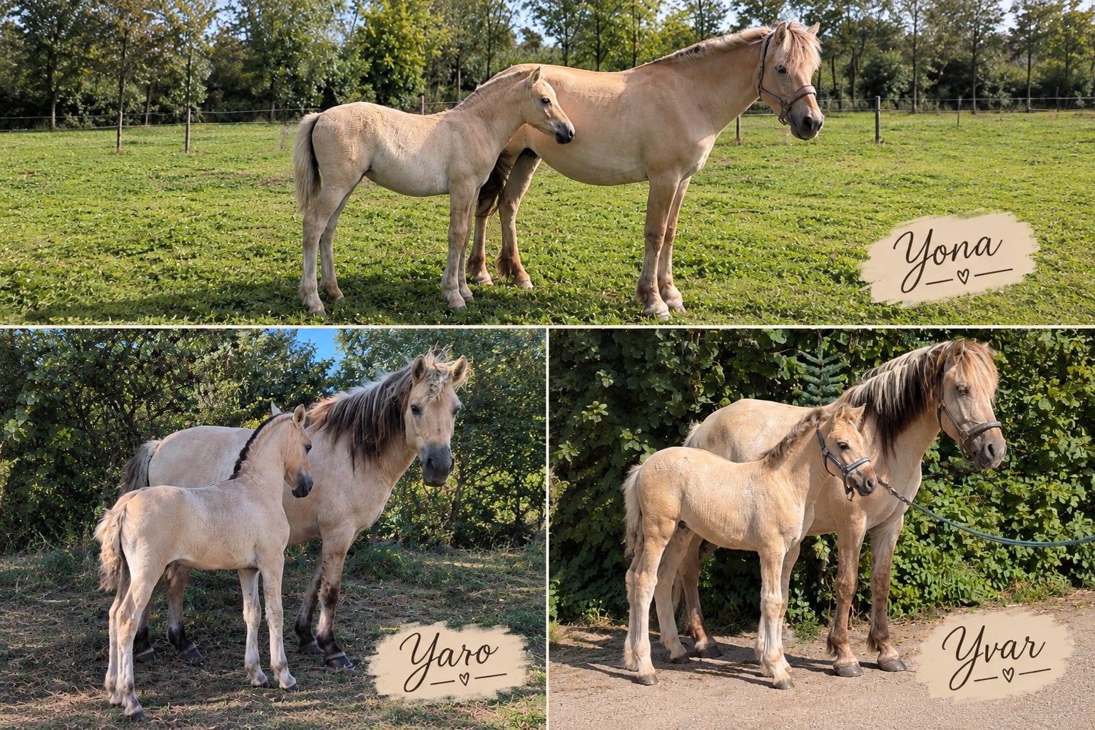 Super lieve fjorden veulens, Dieren en Toebehoren, Met stamboom, Niet van toepassing, 0 tot 2 jaar, Meerdere dieren