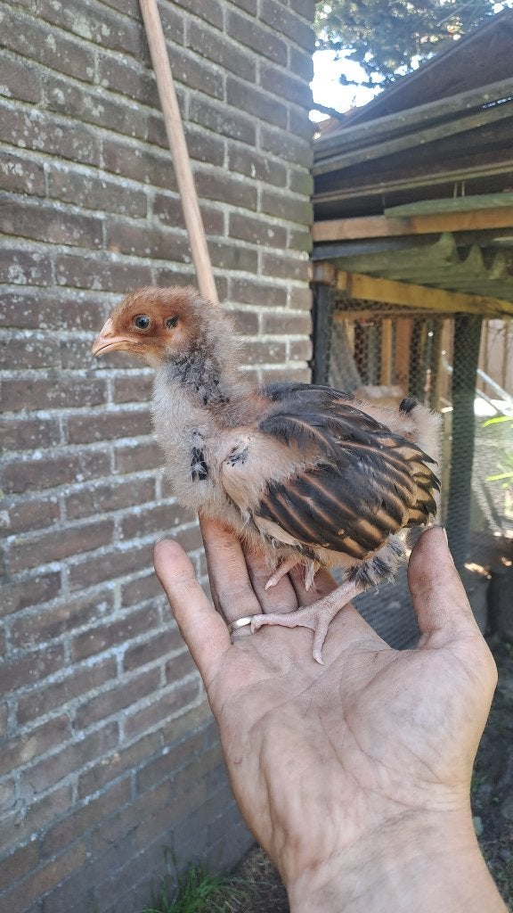 Kuiken orpington groot hen, Dieren en Toebehoren, Pluimvee, Vrouwelijk, Kip