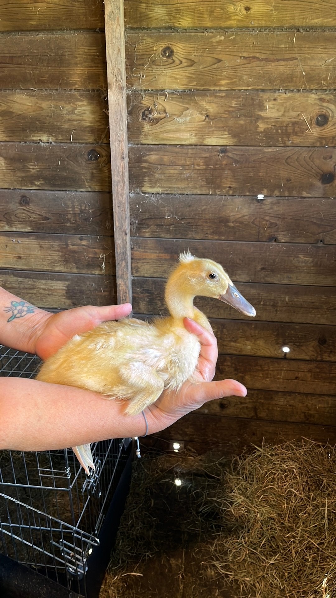Jonge indische loopeenden, Dieren en Toebehoren, Meerdere dieren, Eend