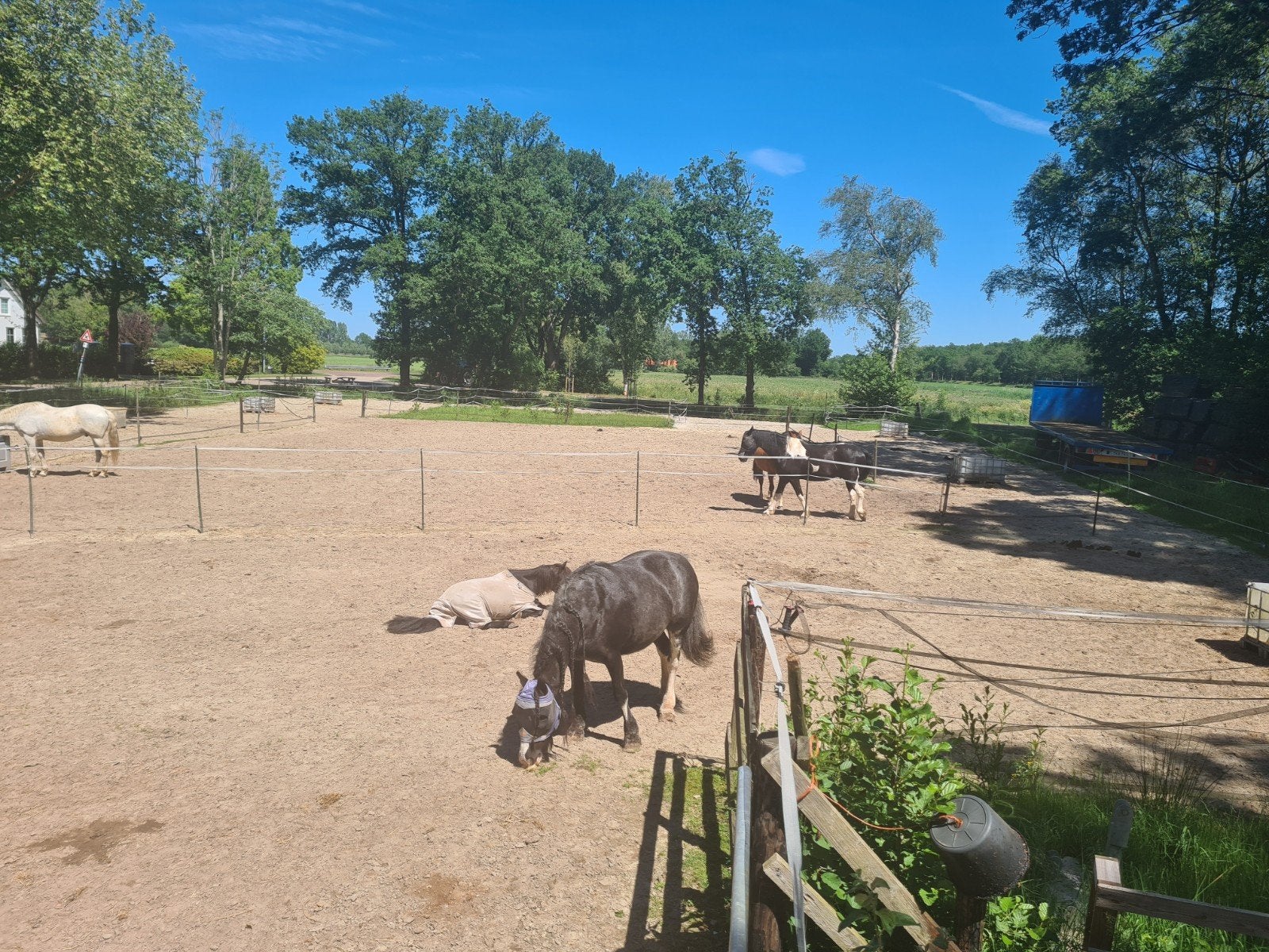 Pensionstalling/paddock. 1 stal voor shetlander/kleine pony, Dieren en Toebehoren, Stalling en Weidegang, Stalling, 1 paard of pony