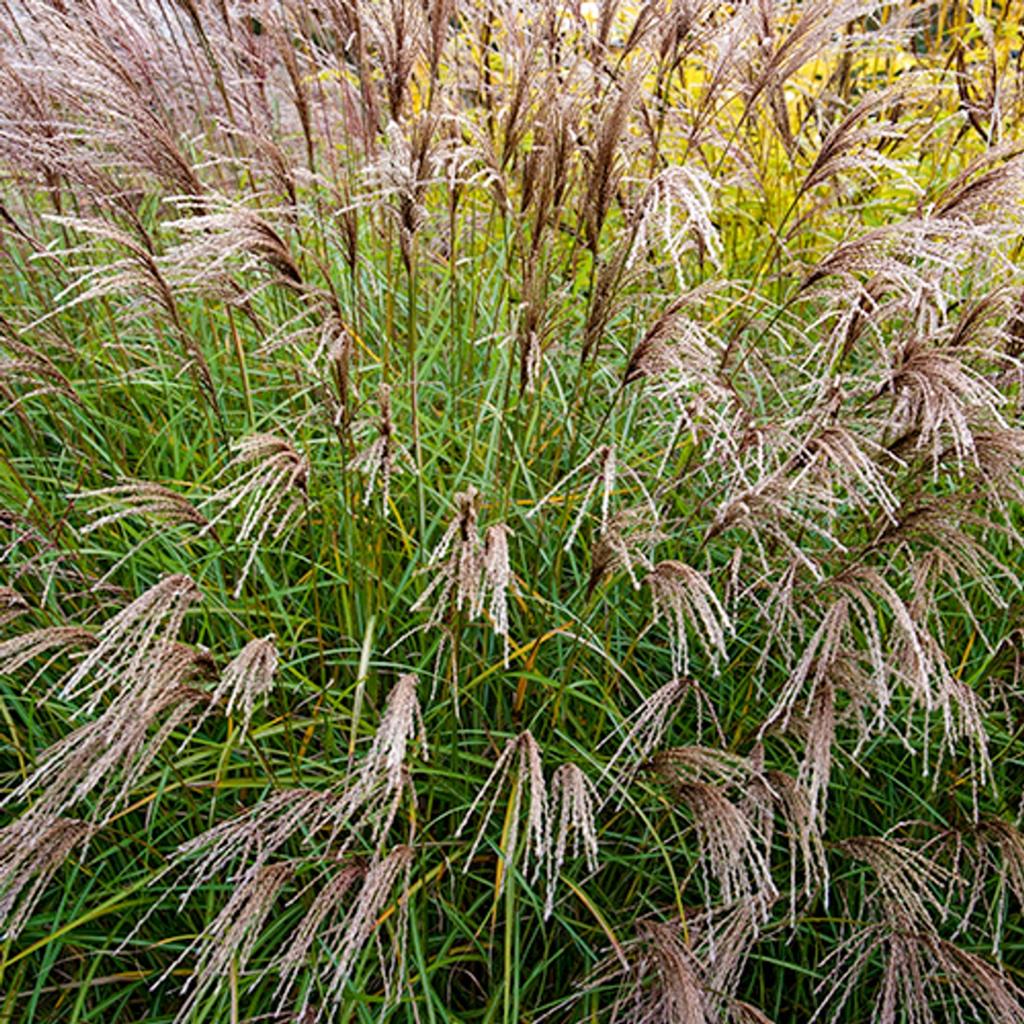 Miscanthus sinensis - Prachtriet (diverse soorten), Tuin en Terras, Planten | Tuinplanten, Ophalen, Siergrassen