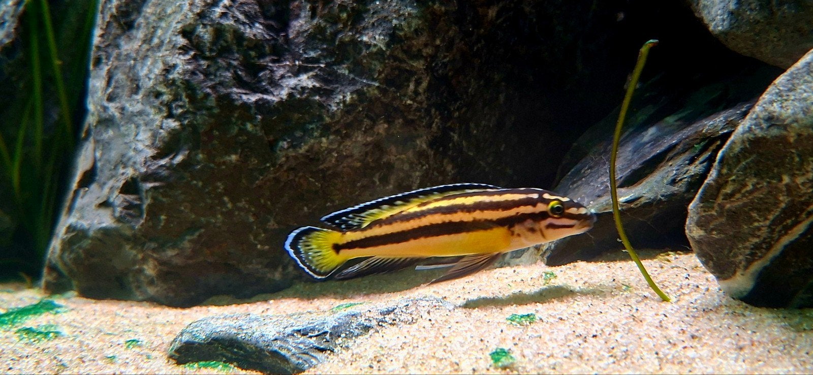 wildvang koppel Julidochromis marksmithi Tanganyika Cichlide, Dieren en Toebehoren, Vis