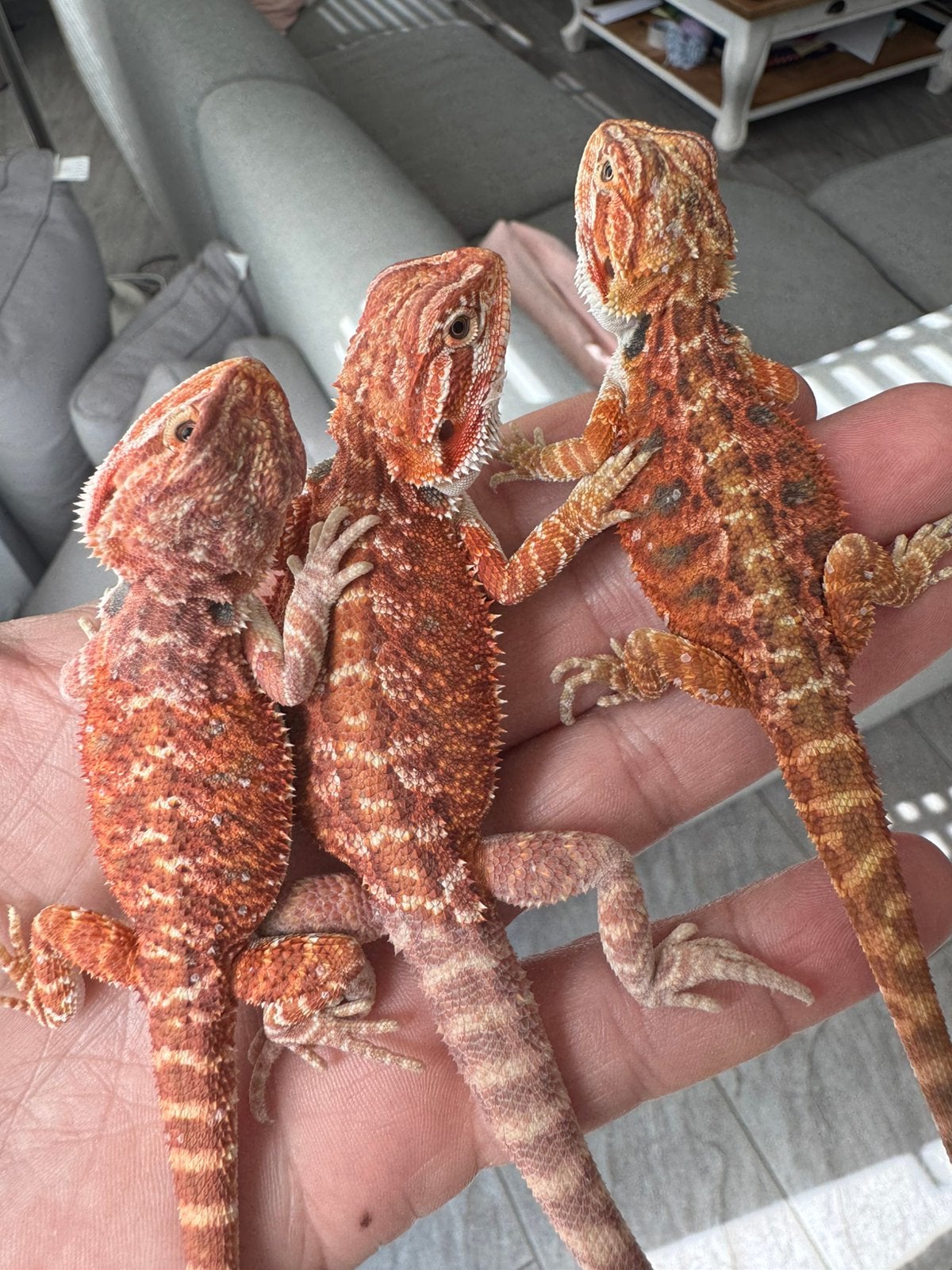 Veel verschillende baardagamen, Dieren en Toebehoren, Reptielen en Amfibieën, Amfibie, 0 tot 2 jaar
