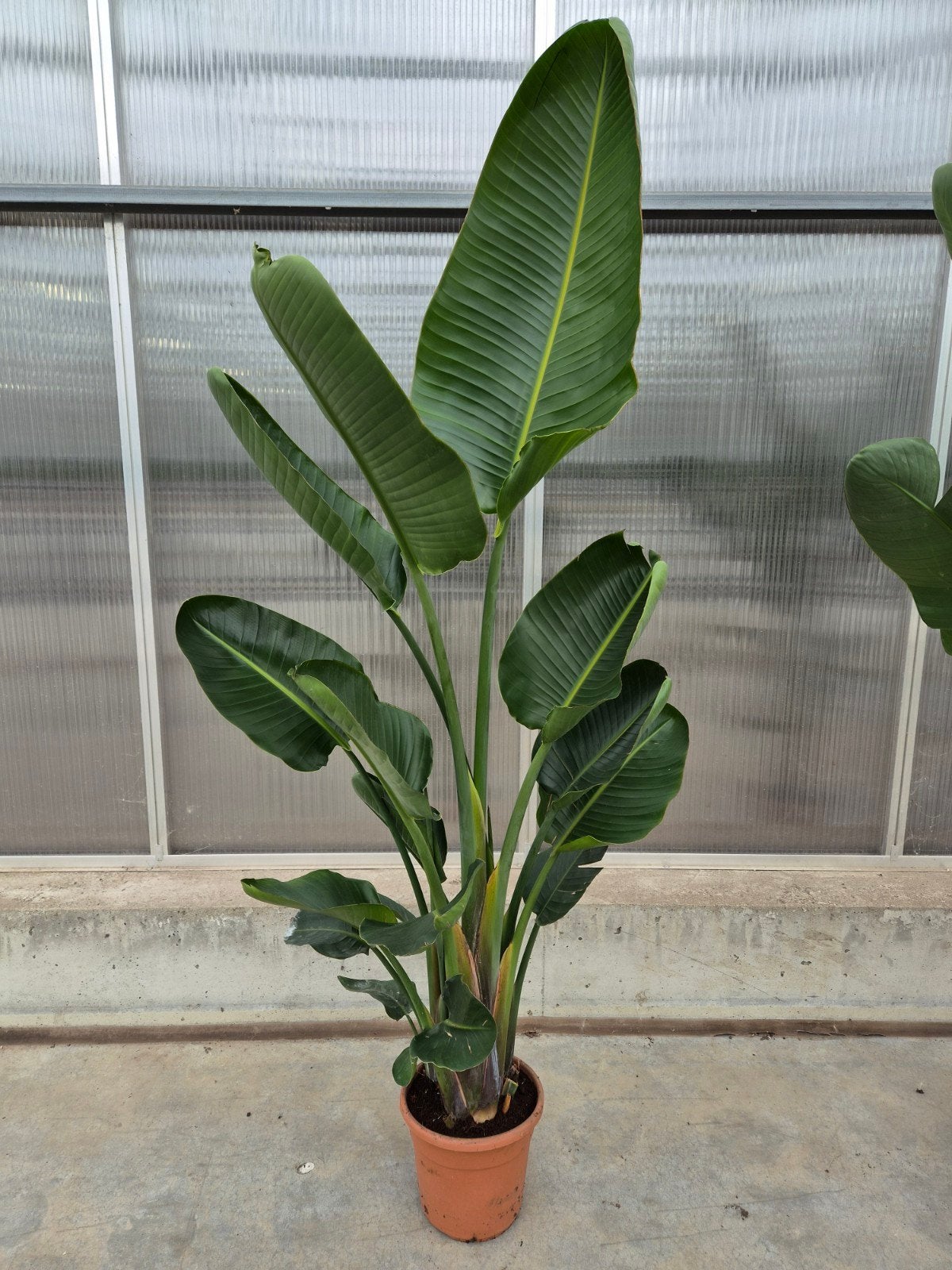 Strelitzia augusta, Huis en Inrichting, Ophalen, Halfschaduw, 200 cm of meer