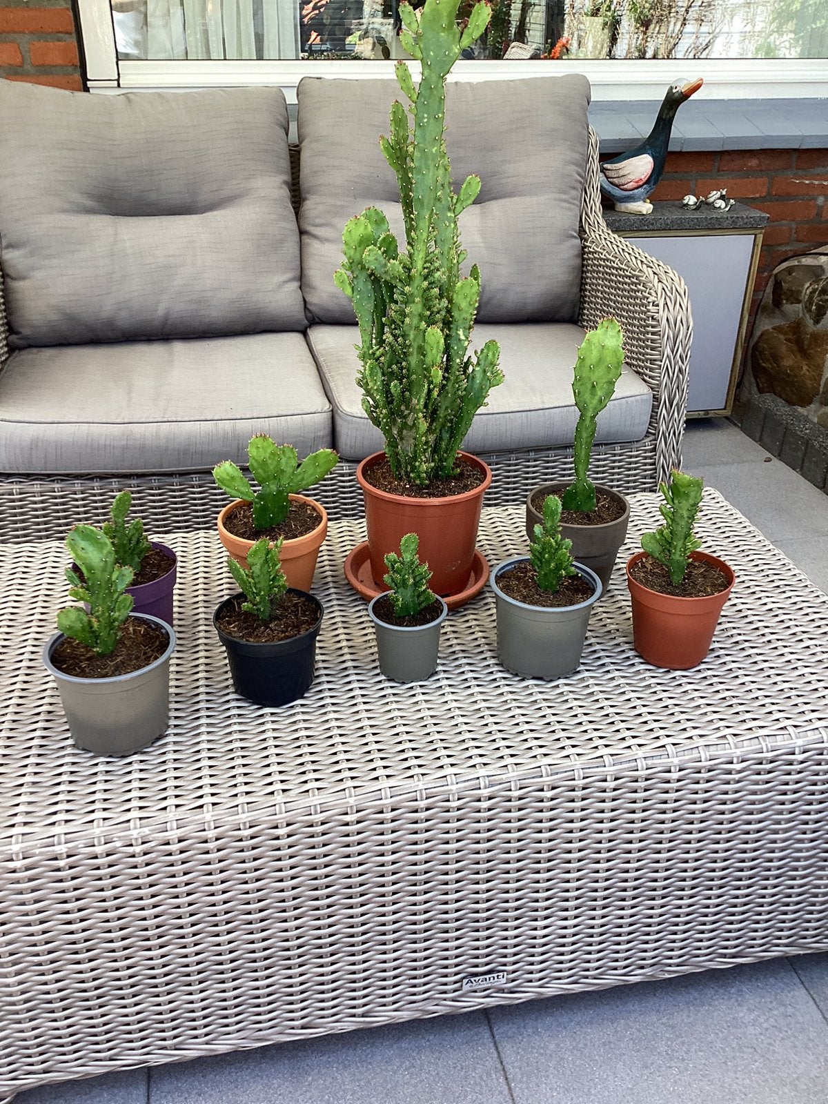 Cactusplanten., Tuin en Terras, Bloembakken en Plantenbakken, Ophalen, Nieuw, Overige vormen, Balkon