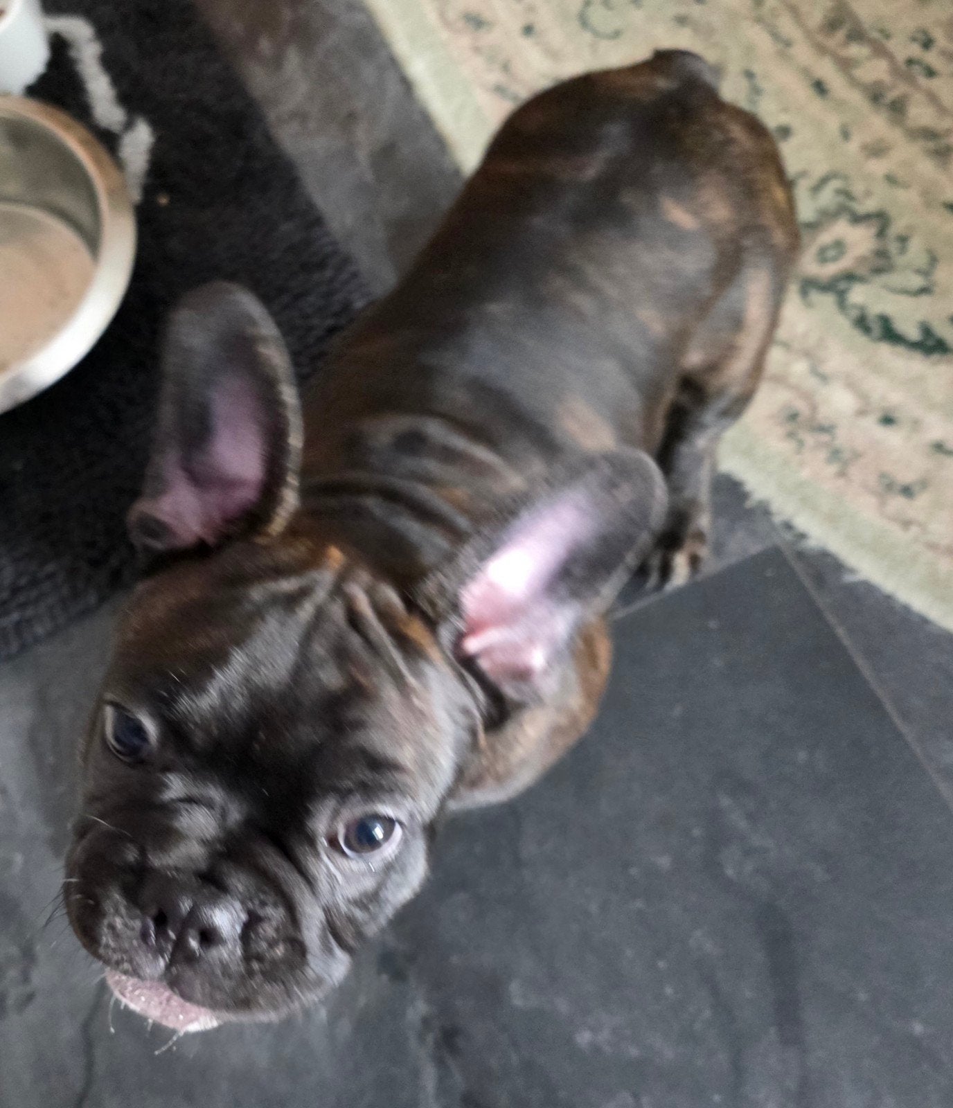 Laatste Franse bulldogpup te koop, Dieren en Toebehoren, Reu, 8 tot 15 weken, Bulldog, Eén hond