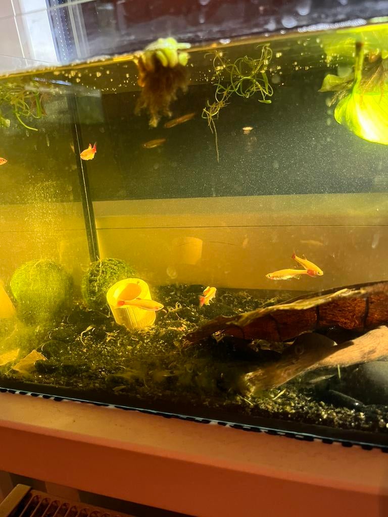 5 gezonde lekker actieve goud danio’s, Dieren en Toebehoren, Vissen | Aquariumvissen, Vis, Zoetwatervis, Schoolvis