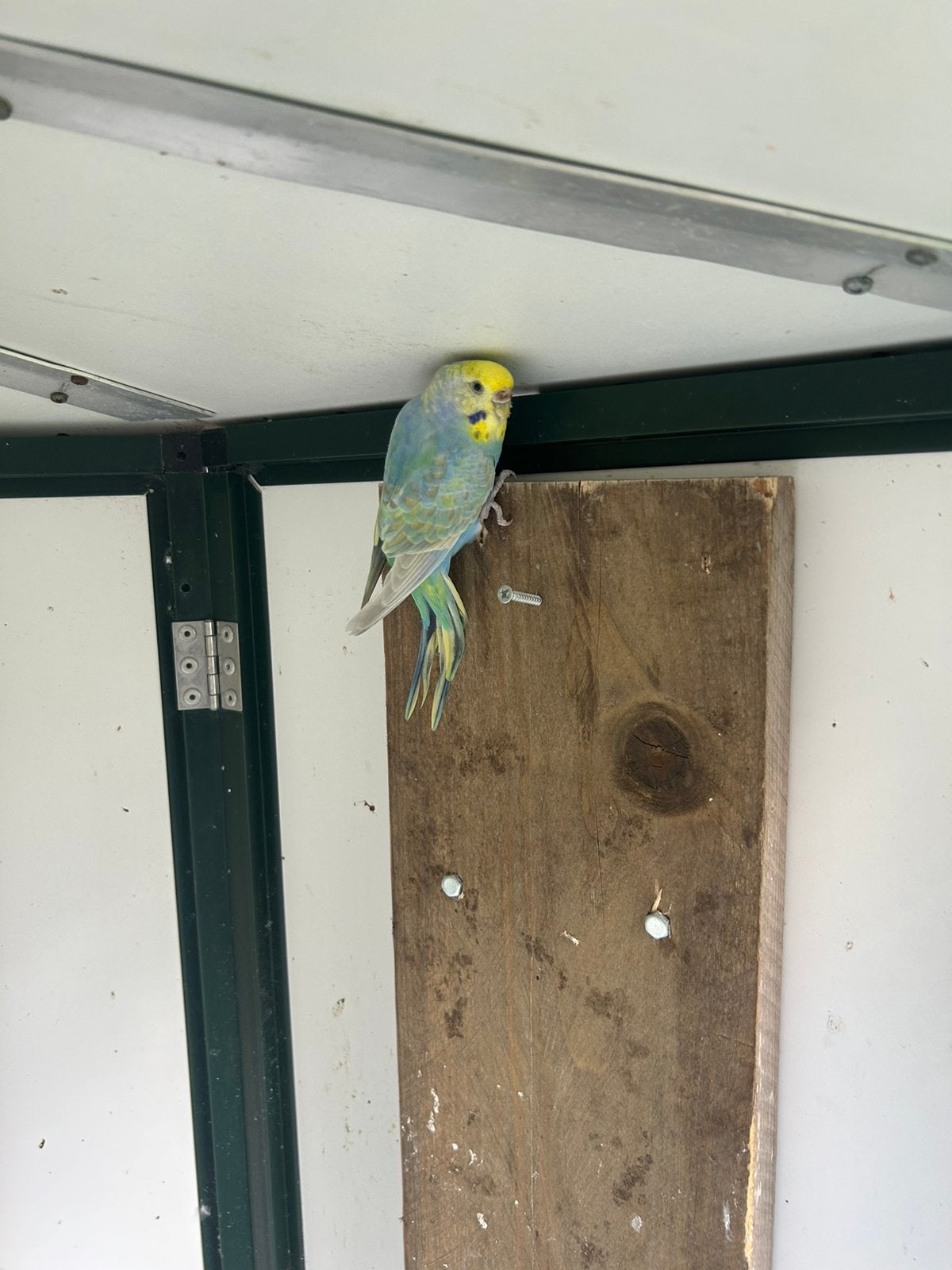 Regenboog parkieten, Dieren en Toebehoren, Vogels | Parkieten en Papegaaien, Vrouwelijk, Parkiet