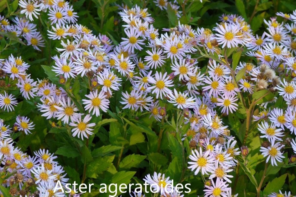 Asters, Volle zon, Vaste plant, Herfst, Ophalen