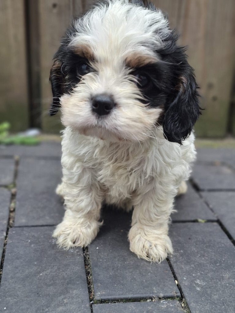 Cavalier King Charles Spaniels pups, Parvo, 8 tot 15 weken, Meerdere, Meerdere dieren