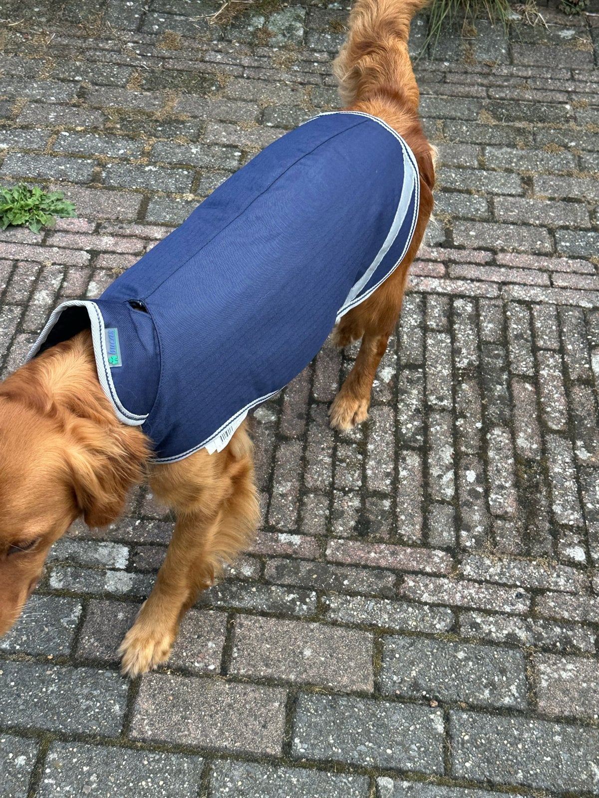 Bucas Hondendekje waterbestendig, Ophalen of Verzenden, Zo goed als nieuw, Draagtas/-zak