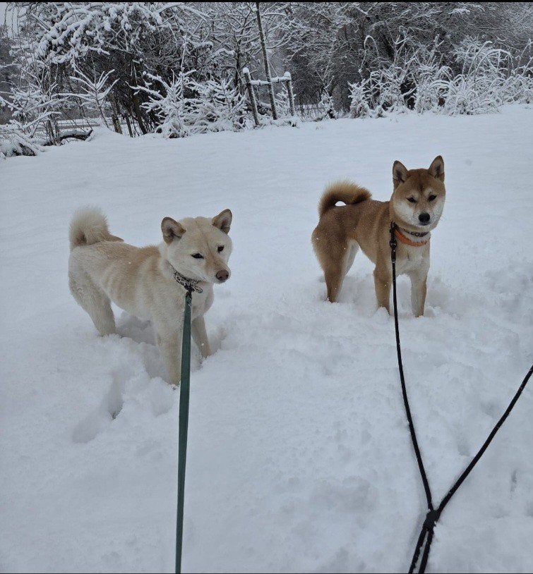 Shiba inu hondjes Twinkel en Sparkle, Particulier, Rabiës (hondsdolheid), Overige rassen, 1 tot 2 jaar