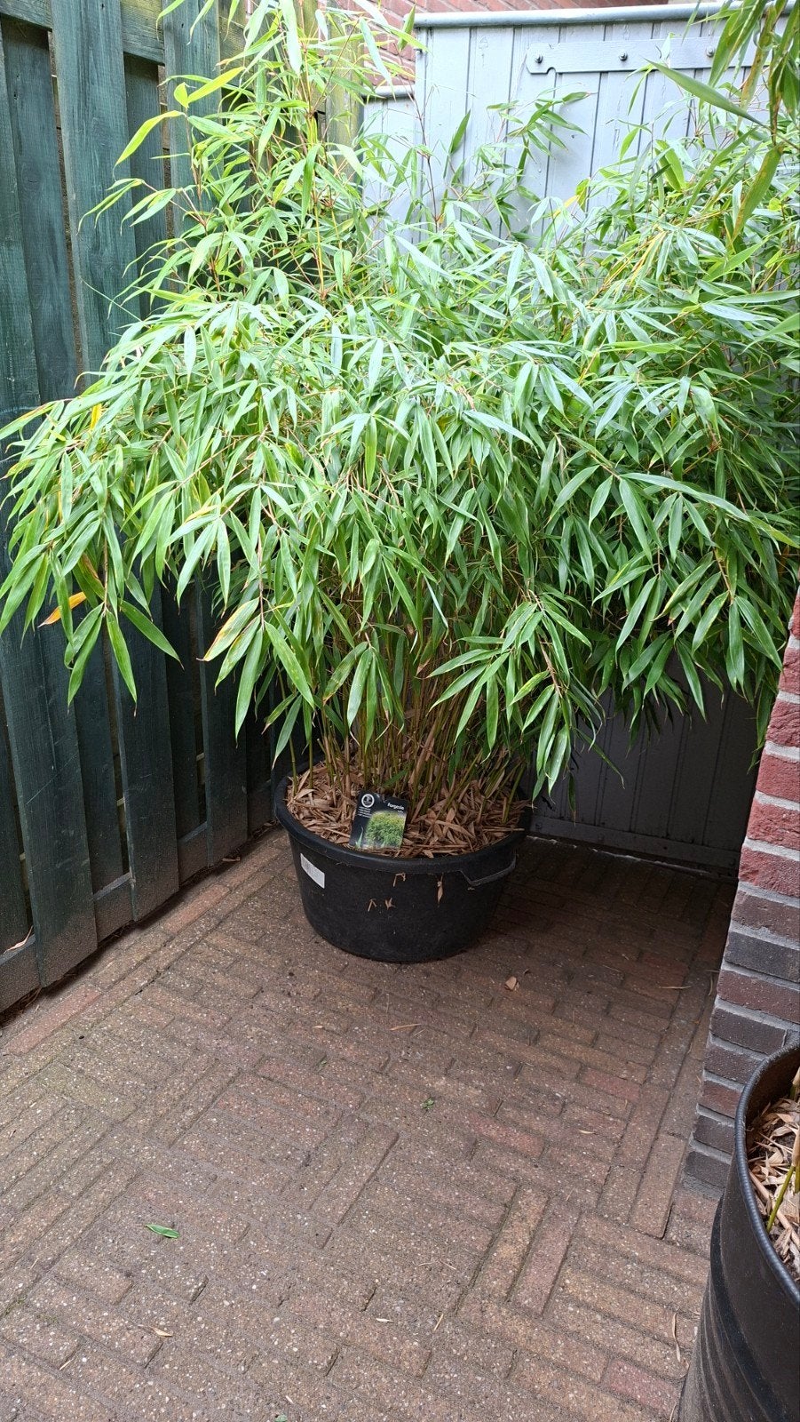bamboe fargesia, Tuin en Terras, Ophalen of Verzenden, Bloeit niet, Overige soorten, Halfschaduw