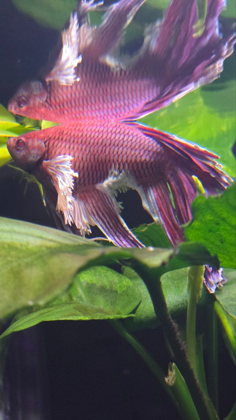mooie roze half moon betta man, gratis af te halen, Vis, Zoetwatervis