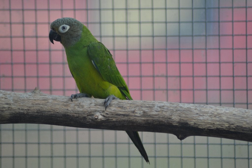 aratinga / pyrrhura, Dieren en Toebehoren, Vogels | Parkieten en Papegaaien, Meerdere dieren, Parkiet, Geringd